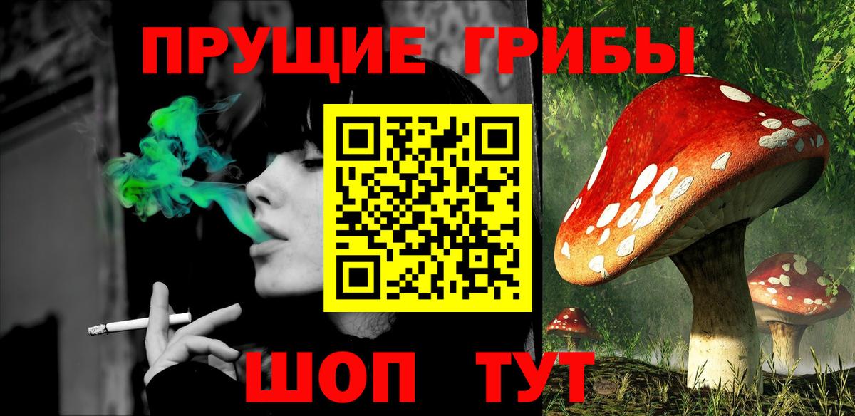 Псилоцибиновые грибы Psilocybe Славгород